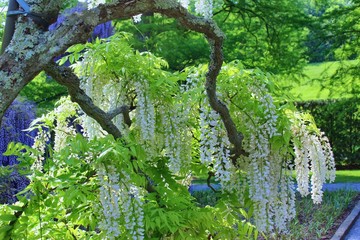 Fototapeta premium BLOOMING WHITE LILAC TREE