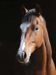 Obraz premium Horse Head Shot