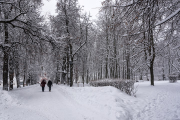 Kolomenskoye Park, winter landscape trees in snow