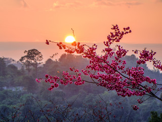 Japanese cherry at sunset in spring
