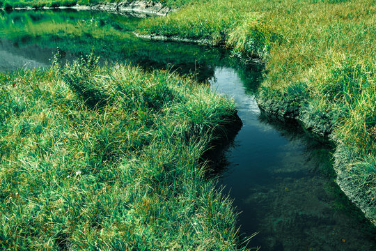 A quiet brook in the green grass