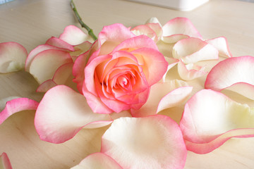 Fototapeta premium background flowers rose bud abstraction