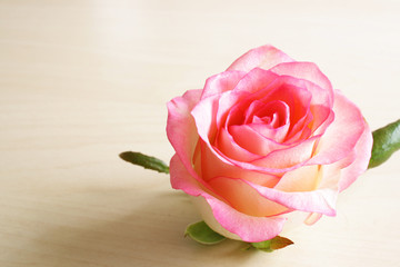 background flowers rose bud abstraction