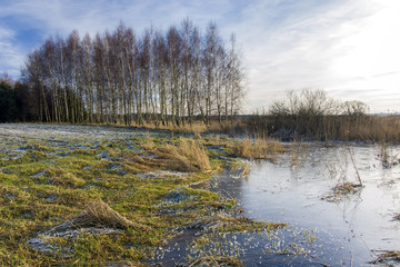 Wet and frozen meadow, frosted field and row of trees