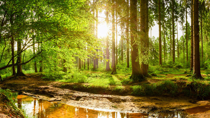 Beautiful forest with bright sun shining through the trees - obrazy, fototapety, plakaty