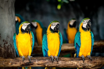 Colorful macaw on branch