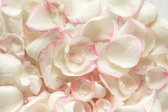 Close Up Violet Rose Petals. Texture