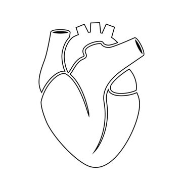 Outline icon of human heart anatomy