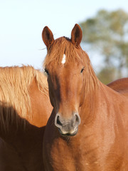 Obraz premium Horse Head Shot