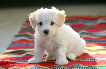 White puppy maltese dog sitting on carpet - obrazy, fototapety, plakaty