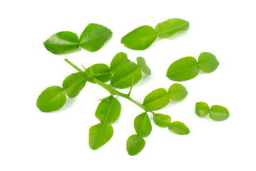 kaffir lime leaf  isolate on white background