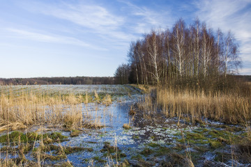 Frozen wetland and trees