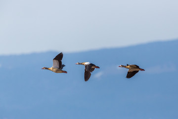 three egyptian nile goose birds (alopochen aegyptiaca) in flight