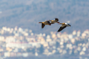three egyptian nile goose birds (alopochen aegyptiaca) flying, village