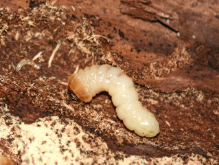 Closeup on Rhagium larvae decomposer feeding on rotten wood