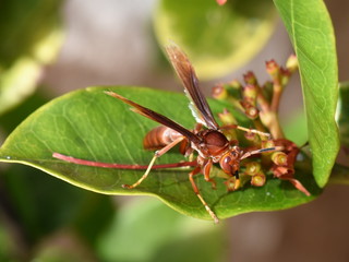 Red paper wasp Polistes canadensis on a leaf