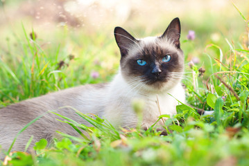 Beautiful Siamese Purebred Cat with Blue Eyes playing in the Green Grass in Summer - Pets Care Concept