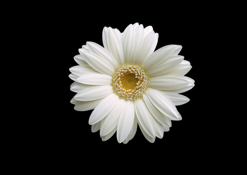 Fototapeta Chrysanthemum on a black background . White flower.