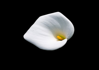 Calla flower on a black background .