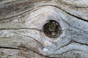 Holz verwittert vintage mit Rissen und Löchern