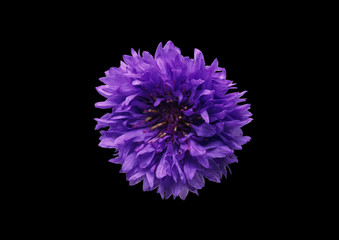 Flower on a black background .