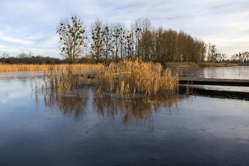 Frozen lake and trees on the shore