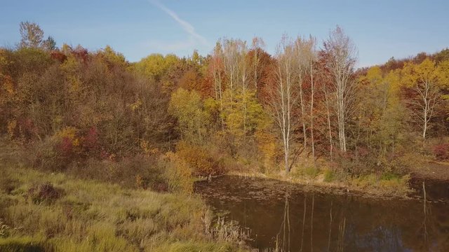 pond in the autumn forest