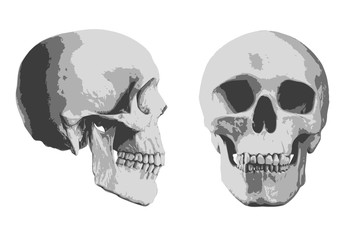 tête de mort - mort - crâne - squelette - face - profil - symbole - tête - horreur - médical - crime © pict rider