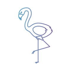 flemish tropical and exotic bird vector illustration design