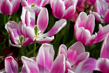 Pink - white tulips background.