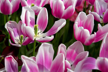 Obraz premium Pink - white tulips background.