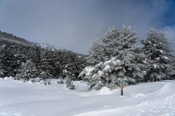 Fototapeta na wymiar Snowy landscape