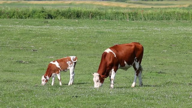 cow and calf on pasture spring season