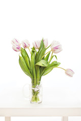 spring flowers on a white background in the studio. tulips