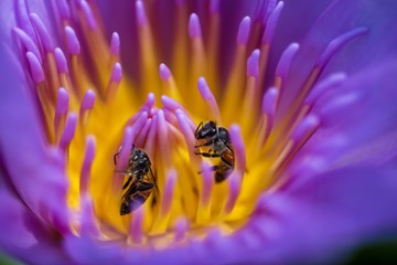 Bee and lotus flower in the garden 