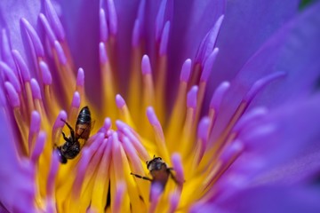 Bee and lotus flower in the garden 