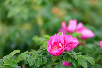 Flower and foliage of dogrose in the wilting phase.