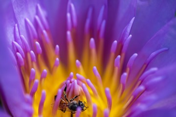 Bee and lotus flower in the garden 