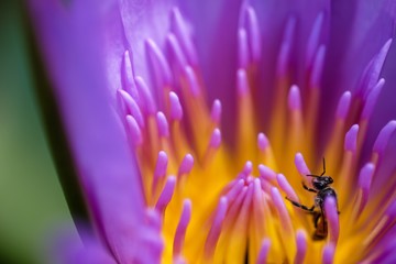 Bee and lotus flower in the garden 