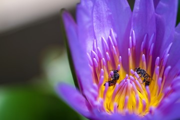 Bee and lotus flower in the garden 