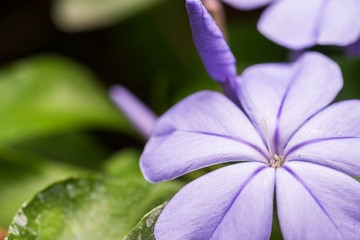 Purple flower in the garden 