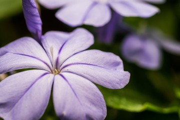 Purple flower in the garden 