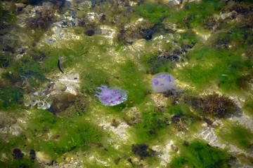 meduse