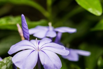 Purple flower in the garden 