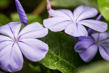 Purple flower in the garden 