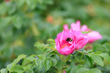 Flower and briar foliage and bumblebee.