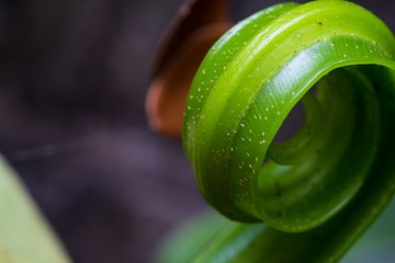 Young fern in the garden 
