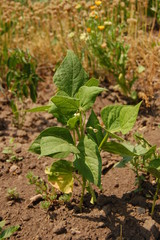 Phaseolus