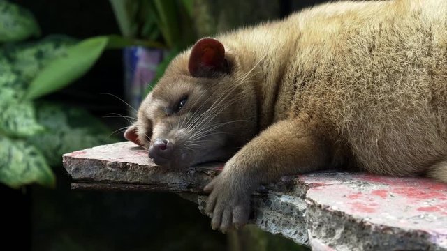 close up of a sleeping luwak in a coffee shop at tanah lot temple, bali