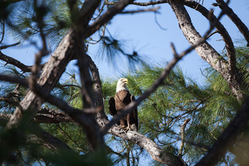 Majestic mature Bald Eagle perched in pine tree in bright sunlight